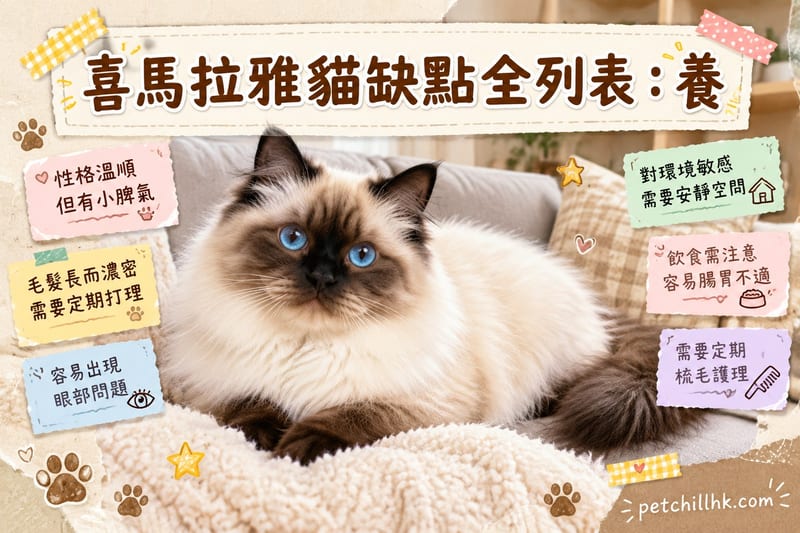 喜馬拉雅貓缺點全列表|香港養前必讀8個真相