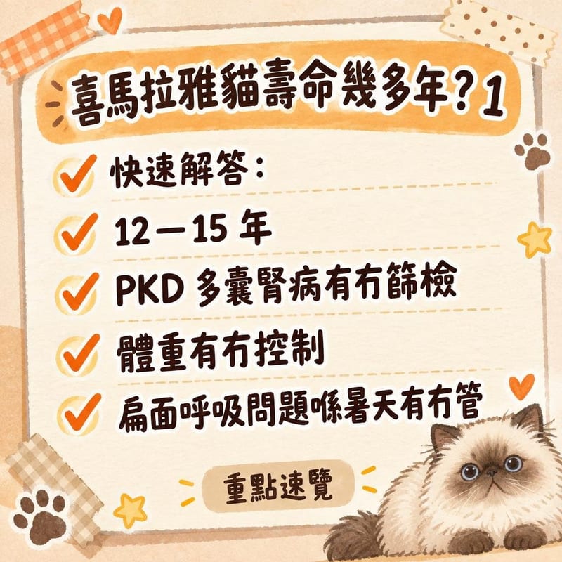 獸醫用超聲波為喜馬拉雅貓檢查腹部，主人喺旁邊輕撫貓頭安撫