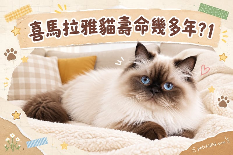 喜馬拉雅貓壽命幾多年?香港飼主必讀12–15年健康功課|PetChill貓百科