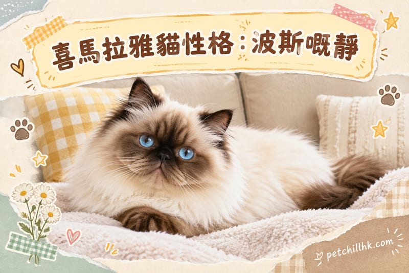 喜馬拉雅貓性格:波斯靜與暹羅靈,香港邊個啱養?|PetChill