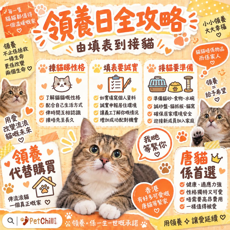 香港領養日流程×唐貓領養實戰|由填表到接貓全攻略