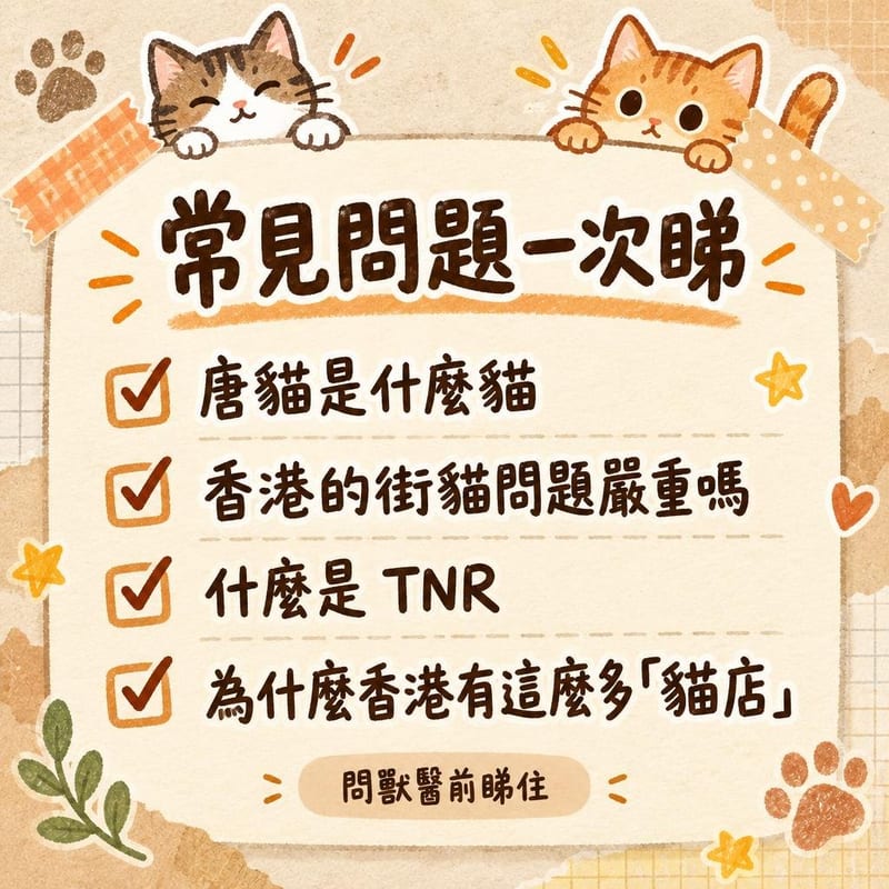 hong-kong-street-cat-history 重點整理圖卡 2