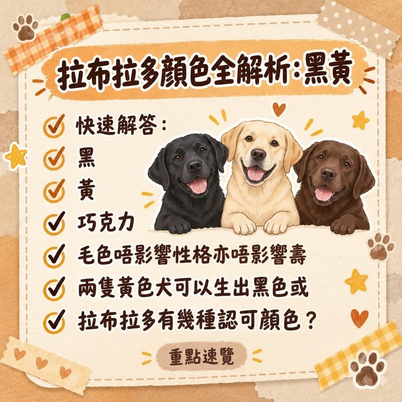 一隻黑色拉布拉多同隻奶黃色拉布拉多喺公園長椅旁並排企,陽光下毛色光澤對比明顯