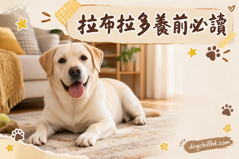 拉布拉多缺點全盤揭|香港飼主必讀:八項坦誠分析與應對