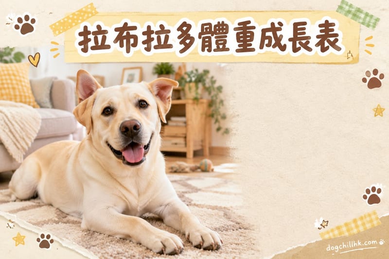 拉布拉多幼犬成長曲線與體重對照表(香港)