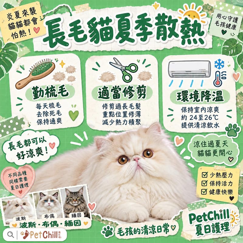 長毛貓夏季散熱護理|波斯布偶緬因金吉拉降溫指南