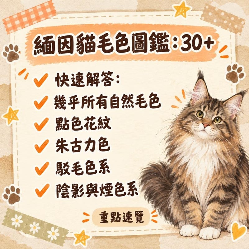 棕色經典虎斑與銀色虎斑緬因貓的毛色對比特寫