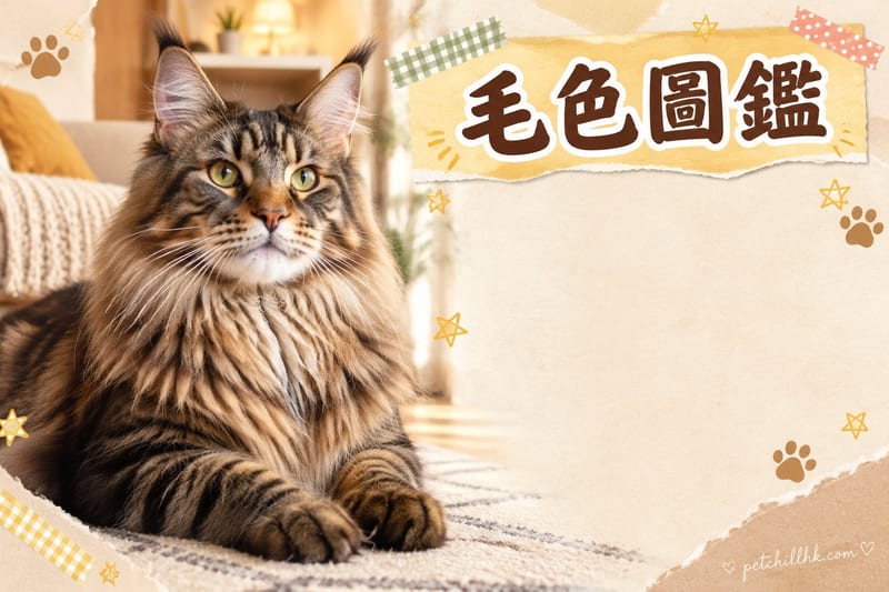 緬因貓毛色圖鑑:30+ 顏色與花紋公認度排名|香港