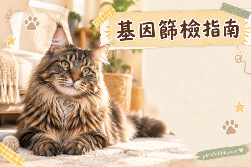 緬因貓基因缺陷篩檢指南|香港飼主必讀:HCM、SMA、PKD 風險管理