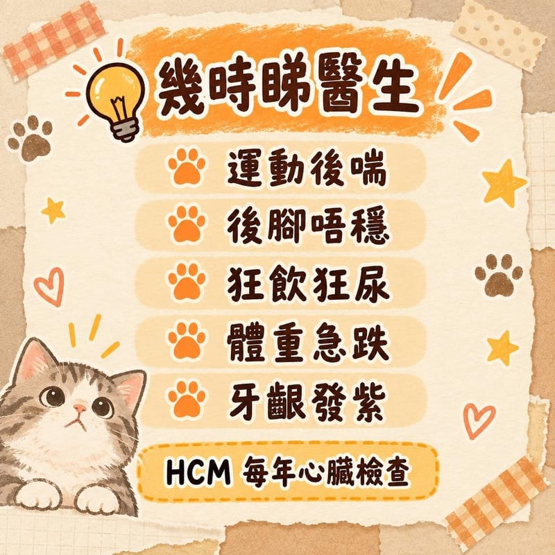 maine-coon-guide-hk 知識圖卡2