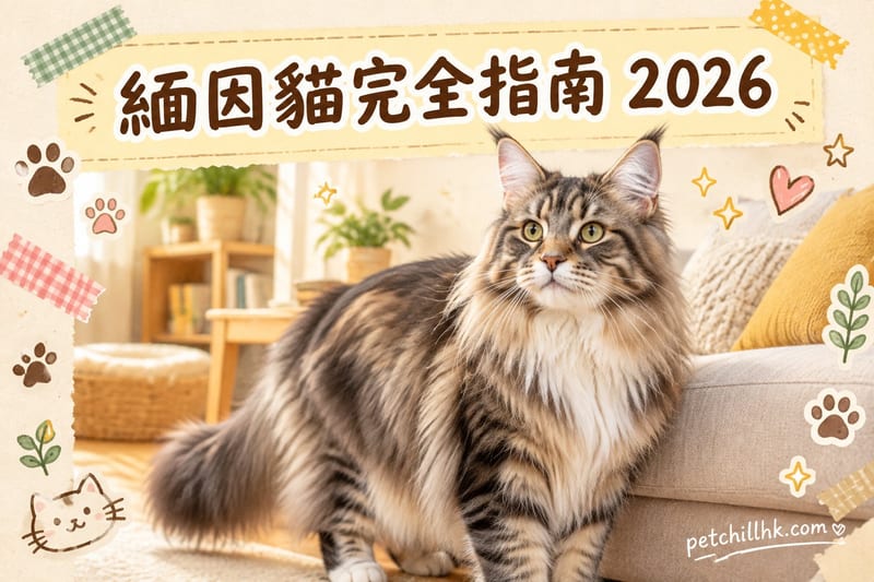 緬因貓香港飼養指南2026|性格、價格、空間需求