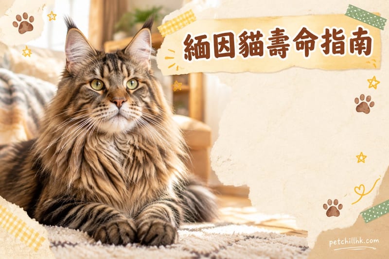 緬因貓壽命有幾長?12–15年背後5大影響因素|香港版