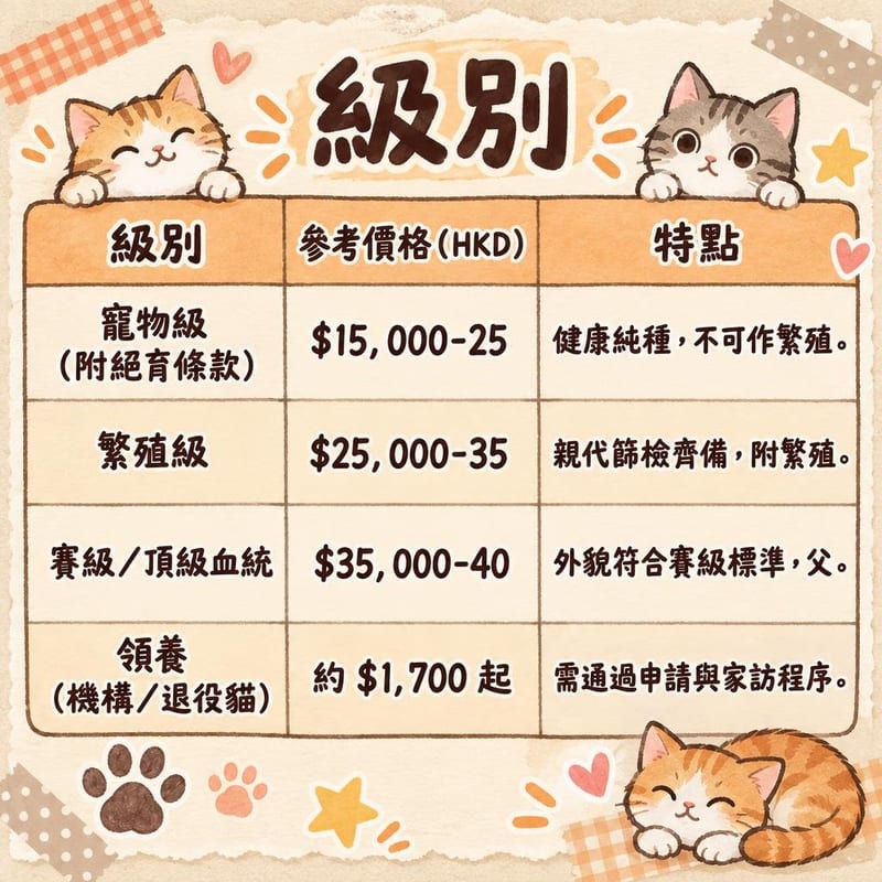 maine-coon-price-adoption-hk 知識圖卡1