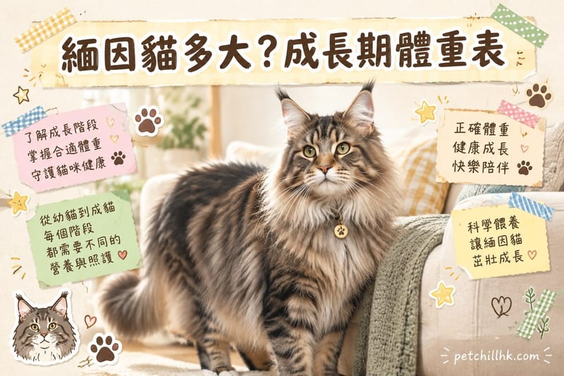 緬因貓多大?香港成長期體重表與體型指南