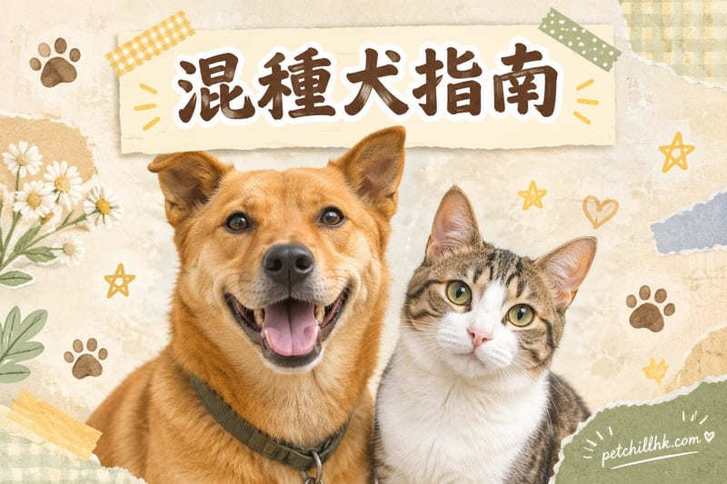 唐狗混種犬圖鑑｜香港本地狗・優勢・領養指南