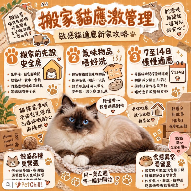搬家×敏感品種應激管理|貓咪適應新家 7-14 日全攻略