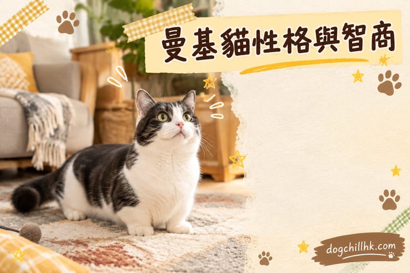 曼基貓性格全解析|香港短腿開心果5大特質