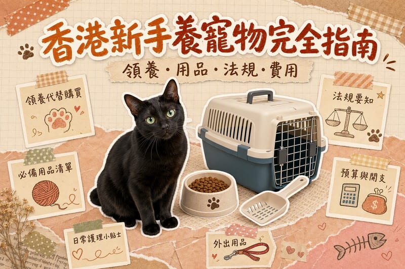 香港新手養貓指南｜領養・清單・法規・費用