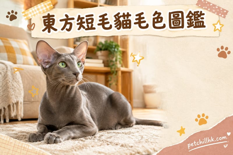 東方短毛貓毛色圖鑑|香港揀色攻略:300種顏色點揀先啱