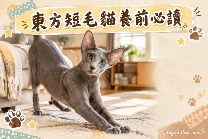 東方短毛貓缺點全列表|香港養前必睇7件事