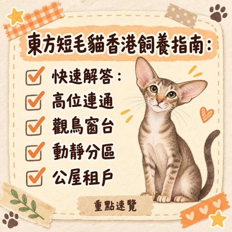 細單位內高身貓爬架連接到書架，東方短毛貓瞓喺最高層望住落地窗外