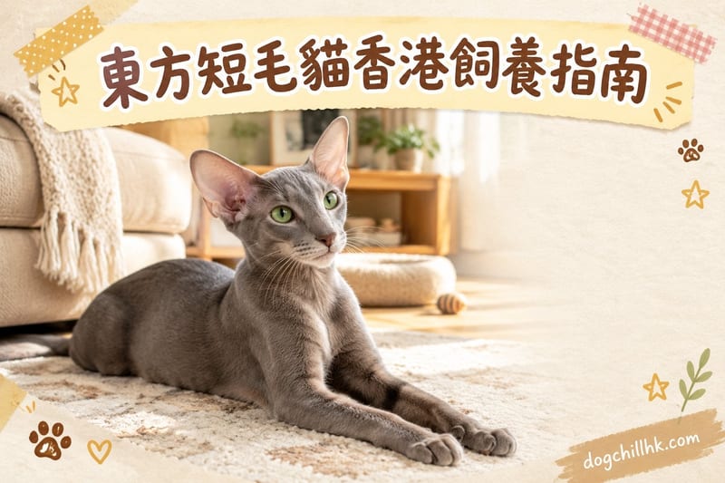 東方短毛貓香港飼養指南:細單位、濕氣同公屋注意