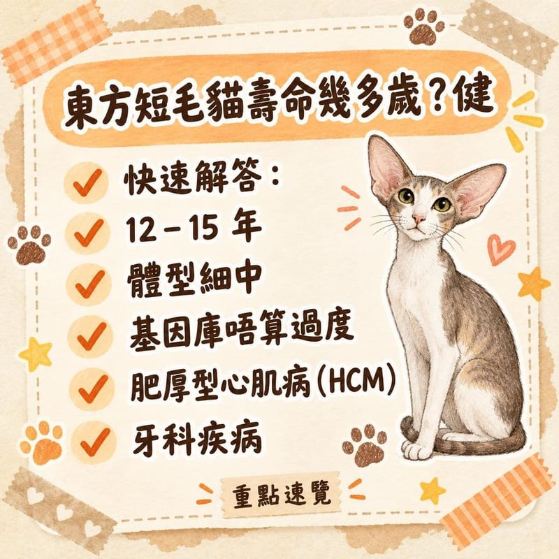 獸醫用聽診器為東方短毛貓檢查心臟,主人喺旁安撫