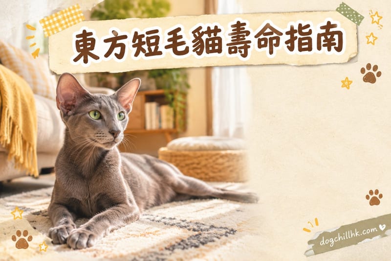 東方短毛貓壽命幾多歲?|香港飼主必讀健康風險與延壽清單
