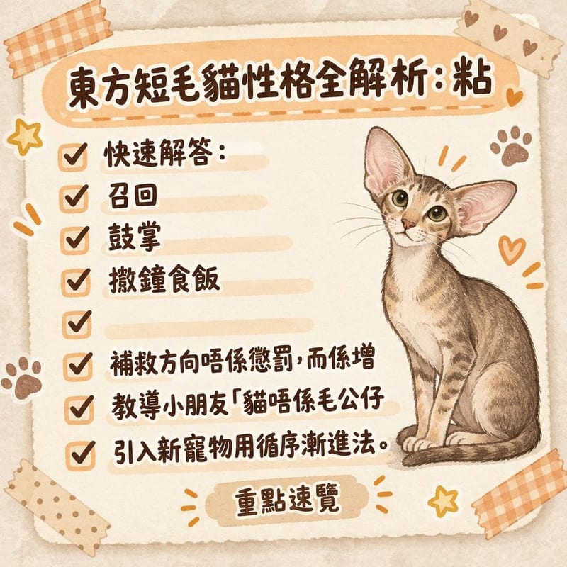 東方短毛貓企喺窗邊望住主人,綠色杏仁眼同巨大耳朵特寫