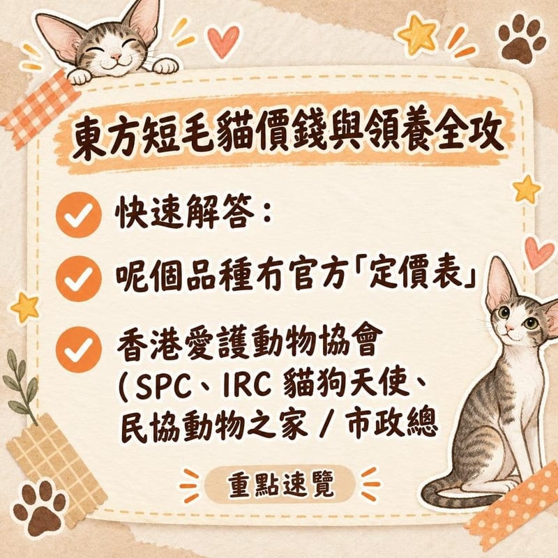 貓舍主人大手托住一隻黑色東方短毛貓幼貓,幼貓耳大身纖細