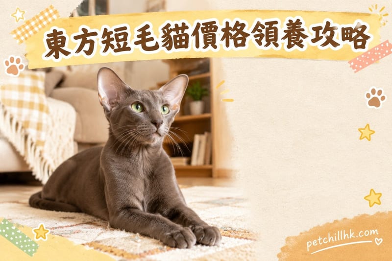 東方短毛貓價錢與領養全攻略:香港買幾錢、邊度領