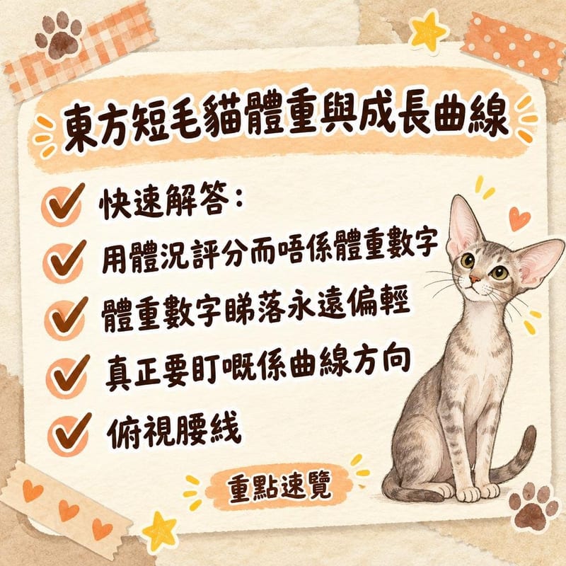 磅秤上嘅虎斑東方短毛貓幼貓,主人記錄每月體重