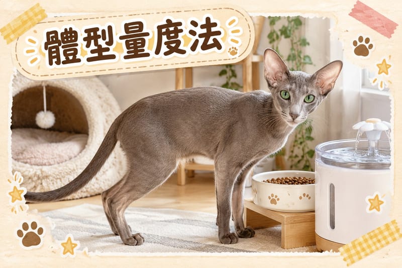 主人用軟尺量度東方短毛貓胸圍,貓企喺地氈上