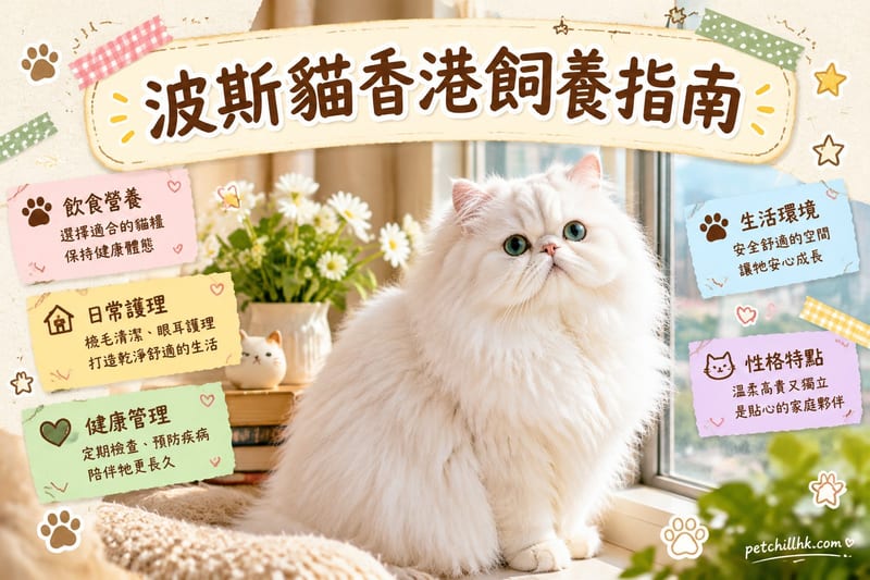 波斯貓香港飼養指南｜長毛打理、淚痕同腎病檢查