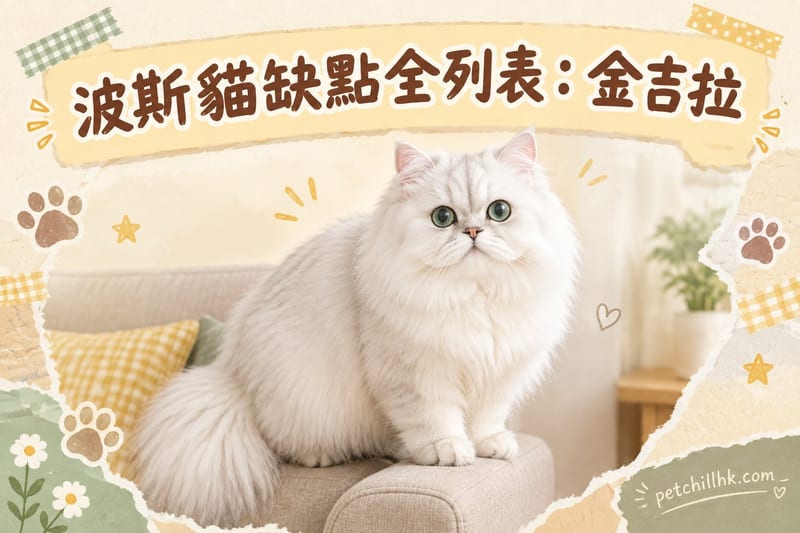 波斯貓缺點全列表|香港養前必讀8件事:金吉拉都中招