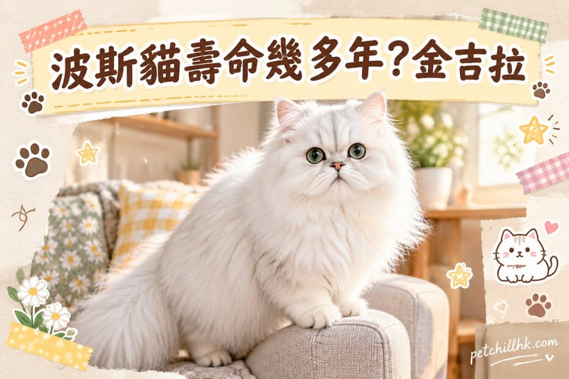 波斯貓壽命幾多年？香港金吉拉壽命與疾病全解析｜PetChill貓百科