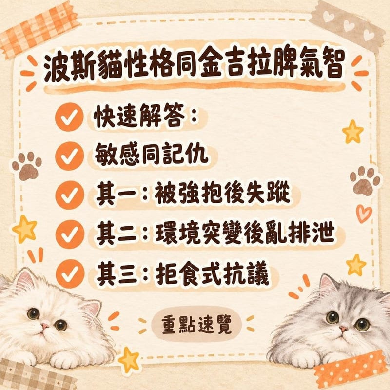 客廳地氈上,銀尖毛色金吉拉望住逗貓棒,主人跪坐地面慢慢玩,環境安靜整潔