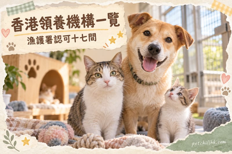 領養代替購買:香港17間認可動物領養機構名單