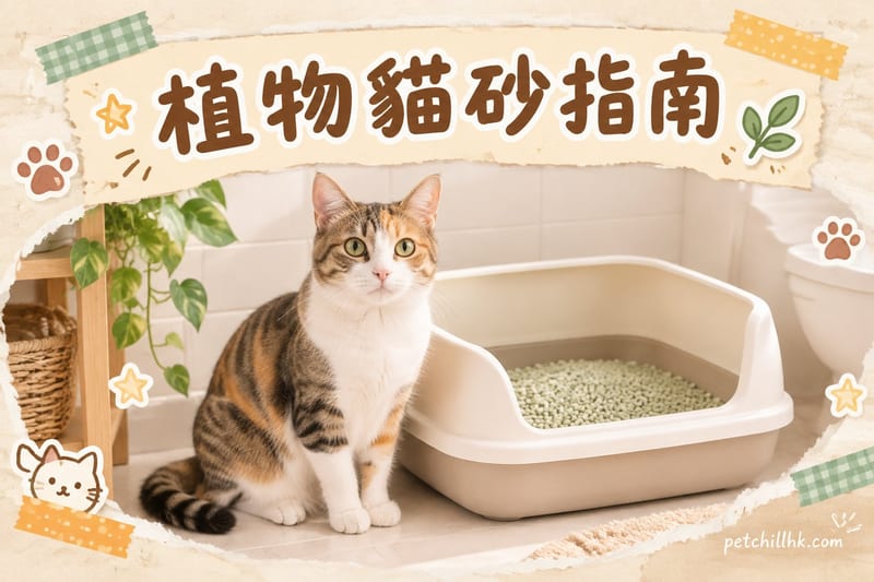 植物貓砂係咩造?優缺點・點揀・香港潮濕注意