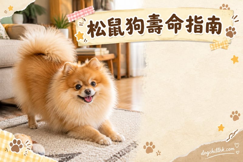 松鼠狗壽命幾長?香港飼主15年延壽攻略|博美犬長壽秘訣