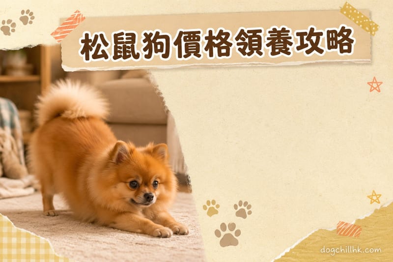 松鼠狗價錢與領養全攻略(香港)2026