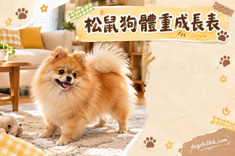 松鼠狗體重表|香港博美犬由幼犬到高齡成長標準