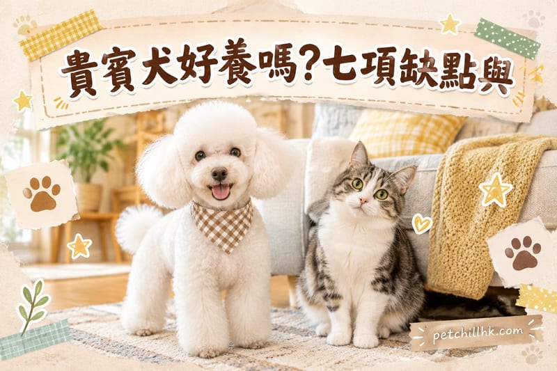 貴賓犬好養嗎|香港養狗必讀7大缺點與應對攻略