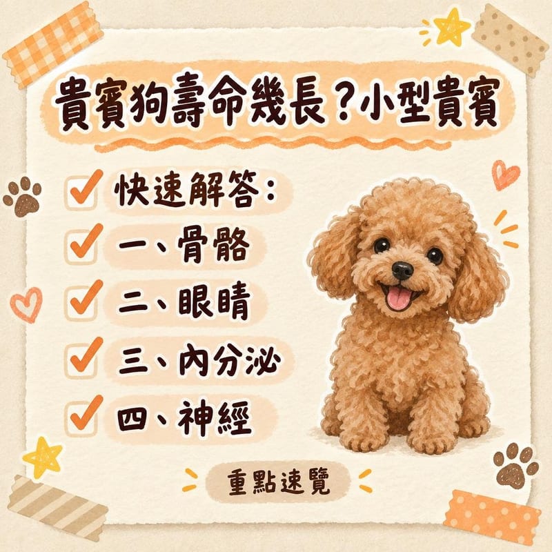 主人用耳部清潔液幫貴賓做每週耳道檢查，燈光下認真觀察，場景家居溫馨