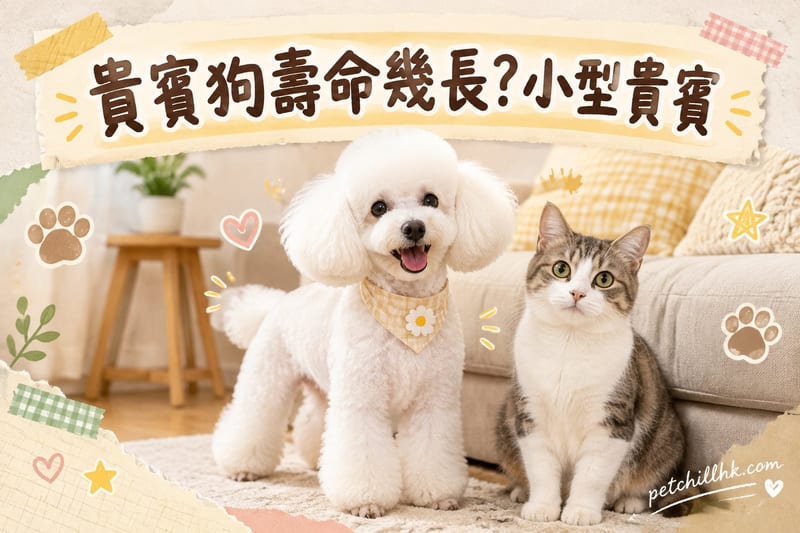 貴賓狗壽命幾長?|香港小型貴賓壽命與健康管理指南
