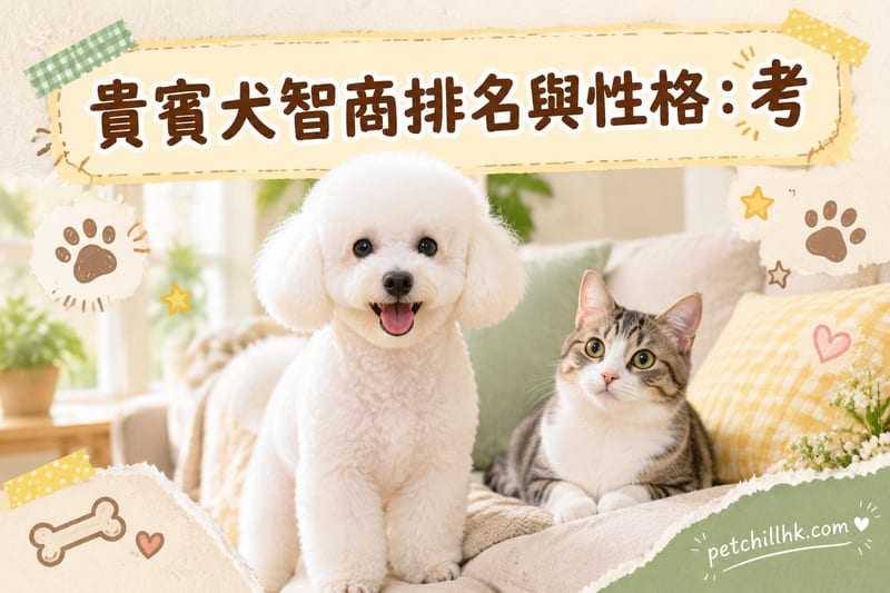 貴賓犬智商排名與性格|香港飼主必讀:考倫第二名的實力