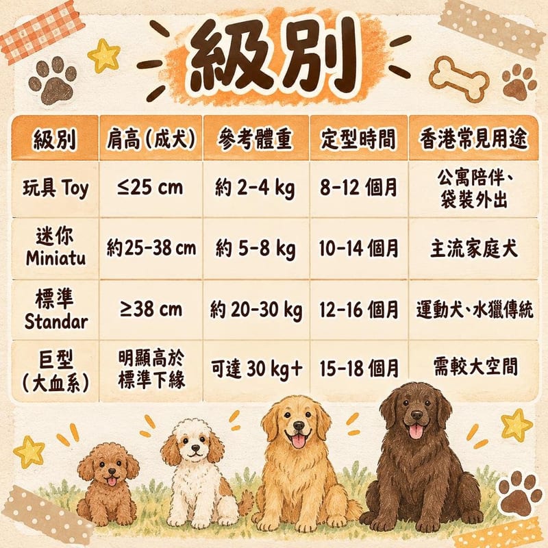 poodle-size-weight-hk 知識圖卡1