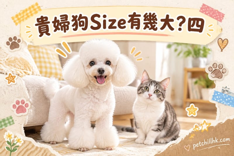 貴婦狗Size有幾大?香港四種體型體重全解析
