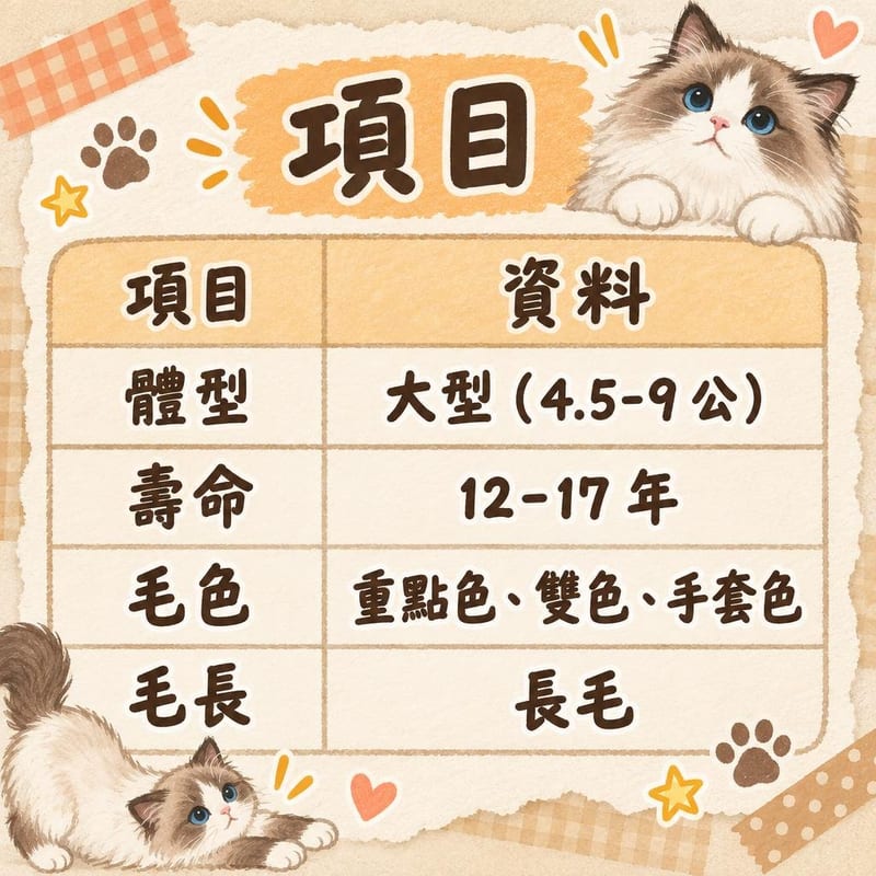 ragdoll-cat-guide-hk 知識圖卡1