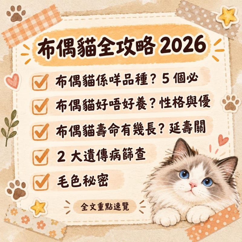 布偶貓全攻略 2026｜PetChill 圖卡整理